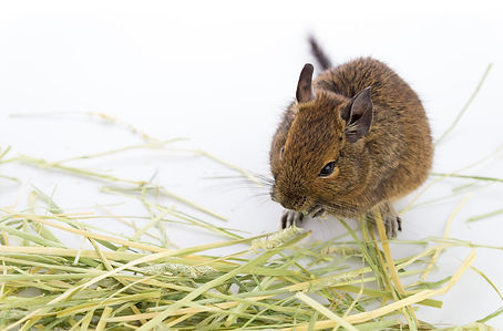 Degu eating timothy.jpg