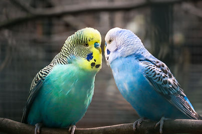 budgie-4544624_1920.jpg