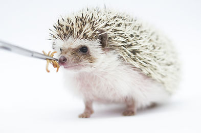 Woman gives its African pygmy hedgehog color chocolate snowflake on tweezers mealworms, he