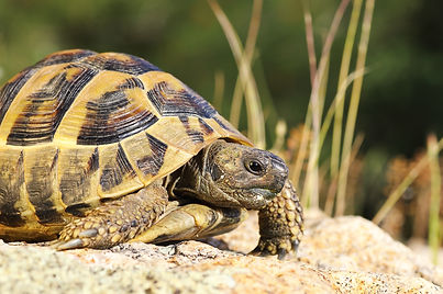 close up of greek turtoise ( Testudo graeca ) in natural habitat.jpg