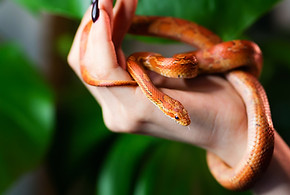 Corn snake wrapped around woman hand on green nature background. Exotic pet. Close-up. Wil