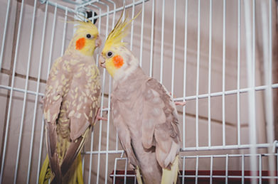 two cockatiel birds together inside the cage.jpg