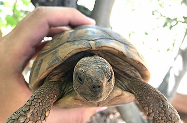 Greek turtle held in hand.jpg
