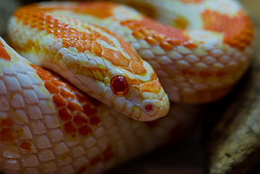 Corn snake amelanist (albino) (Elaphe guttata _amelanistic_).jpg