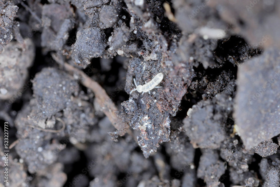 Critters in my terrarium?
