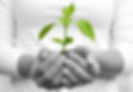 plant_edited.jpg