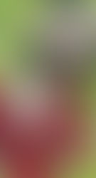 Novo game Mobile de Inuyasha "Inuyasha Revive Story"