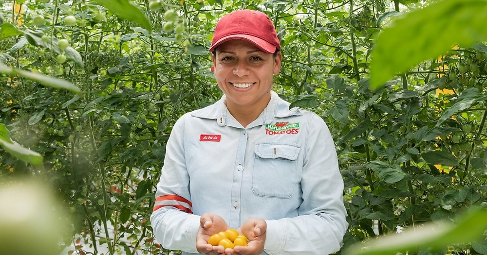 NatureSweet; NatureSweet Tomatoes