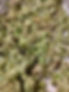IMG_1086 copy 2.jpeg