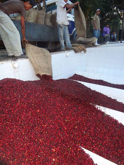 Coffee at our Ditches