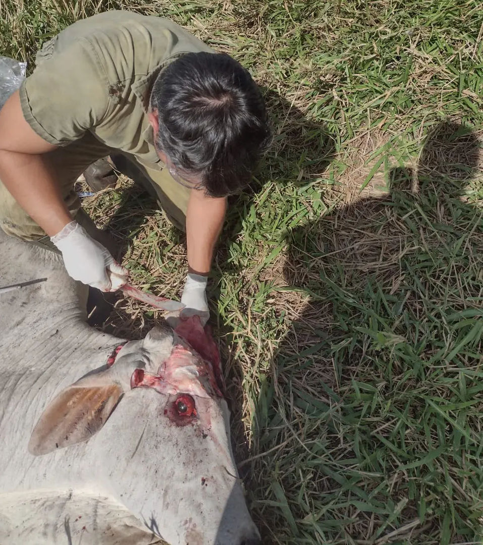 Foto: Agrodefesa