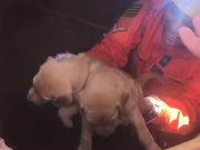 Filhotes de cachorro são resgatados após ficarem presos em tubulação, em Goiânia