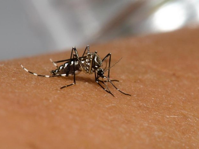 Cepa da dengue mais disseminada no mundo é encontrada em Goiás