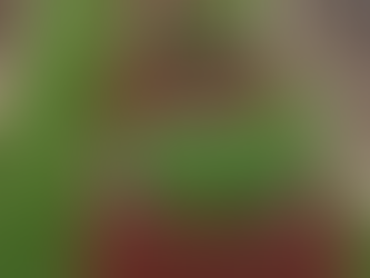 Pés de maconha são encontrados em canteiro central de avenida movimentada em Jataí