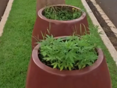 Pés de maconha são encontrados em canteiro central de avenida movimentada em Jataí