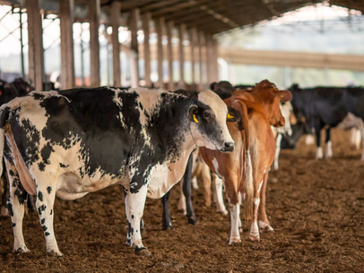 Vacinação contra febre aftosa começou neste domingo