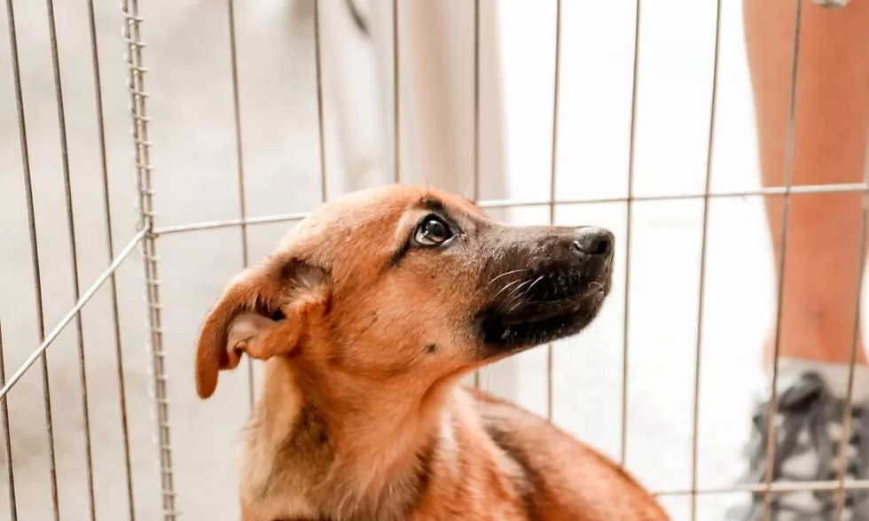 Governo proíbe uso de animais em pesquisas de cosméticos e perfumes