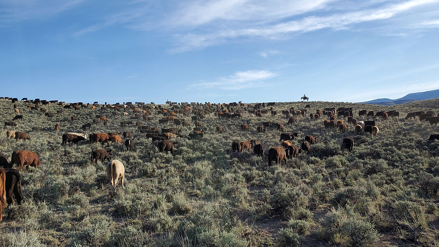 cattle herd and riders