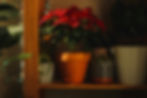 Poinsettia en pot posé sur une étagère, à côté d'autres pots et plantes