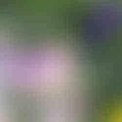 Viola Cornuta fleur rose et blanche