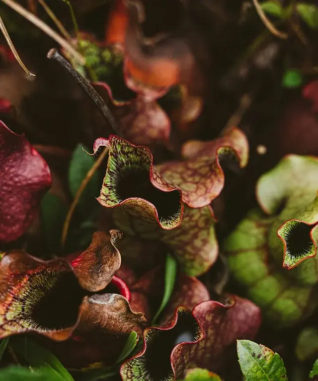 Atelier de jardinage, création de sa composition de plantes carnivores au sein des serres horticoles Mendi, le jardin de tous à Anglet, au Pays Basque