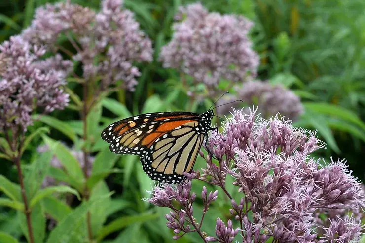 Quelles plantes et fleurs planter pour attirer les pollinisateurs ?