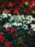 Poinsettia de couleurs rouges et blancs, vus de haut