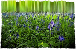 Bluebell Abstract