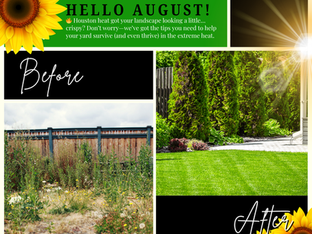 🌞 Let’s Welcome August: How to Protect Your Landscape from Houston’s Summer Heat