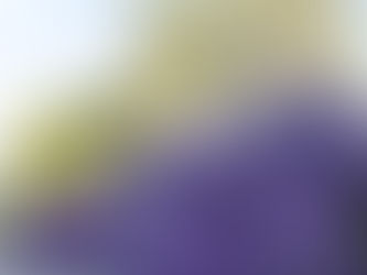 Texas-Friendly Plants for Every Garden