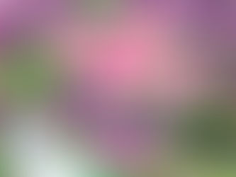くりん草ウィーク2025開催決定!出店者を募集します