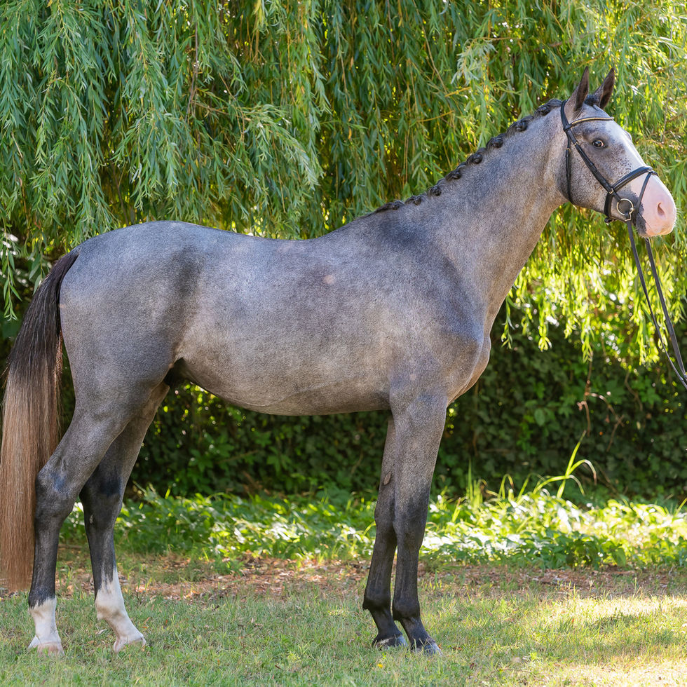 Side profile of Parkertech Aladdin B standing.