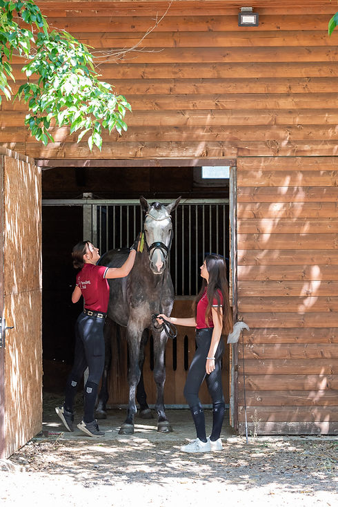 Dressage Horse and Stable Team at the Barn