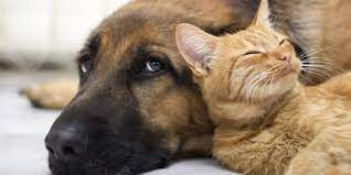 Bolsonaro sanciona lei que proíbe eutanásia de cães e gatos de rua
