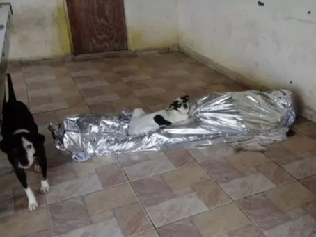 Cachorros protegem corpo de homem que morreu sem atendimento do Samu