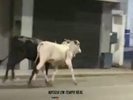 Garantido e Caprichoso são flagrados dando ‘rolê’ na zona Leste de Manaus; veja vídeo