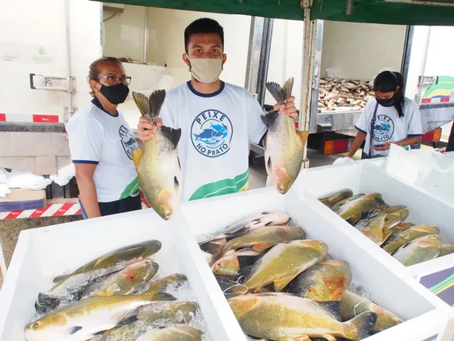 Feirão do pescado em Manaus terá pirarucu e tambaqui a preço popular