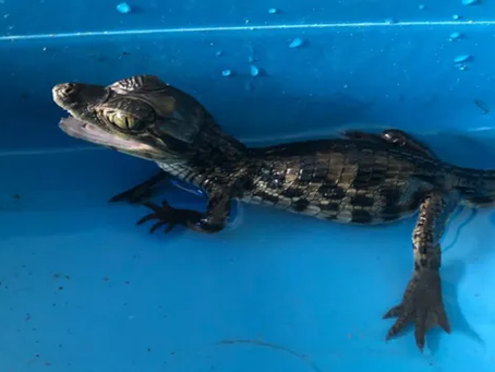 Membro de facção é preso com drogas e filhote de jacaré em Manaus