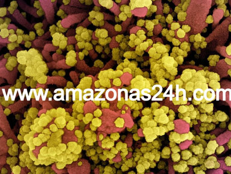 COVID-19: Descoberta em BH nova variante do coronavírus