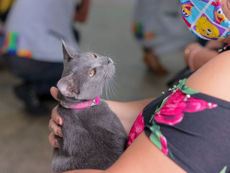 Campanha de Vacinação Antirrábica segue na zona Sul de Manaus
