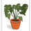 Thumbnail: Monstera Deliciosa (Swiss Cheese Plant)