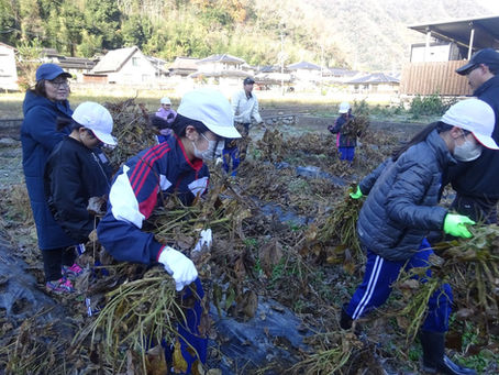 071215大豆の収穫