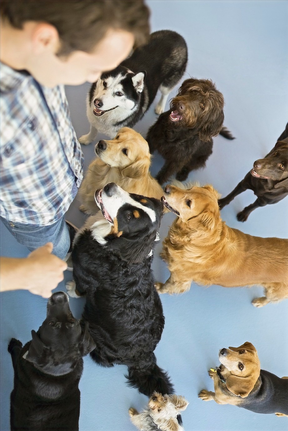 Private Dog Training & Behavior Modification - Pet Training Services