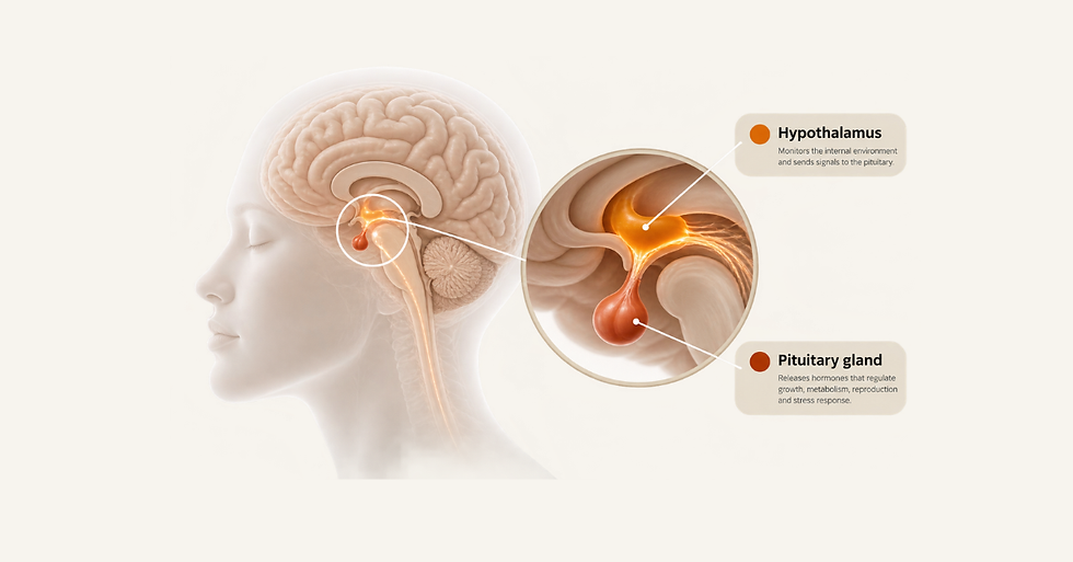 The stress response has an off switch.