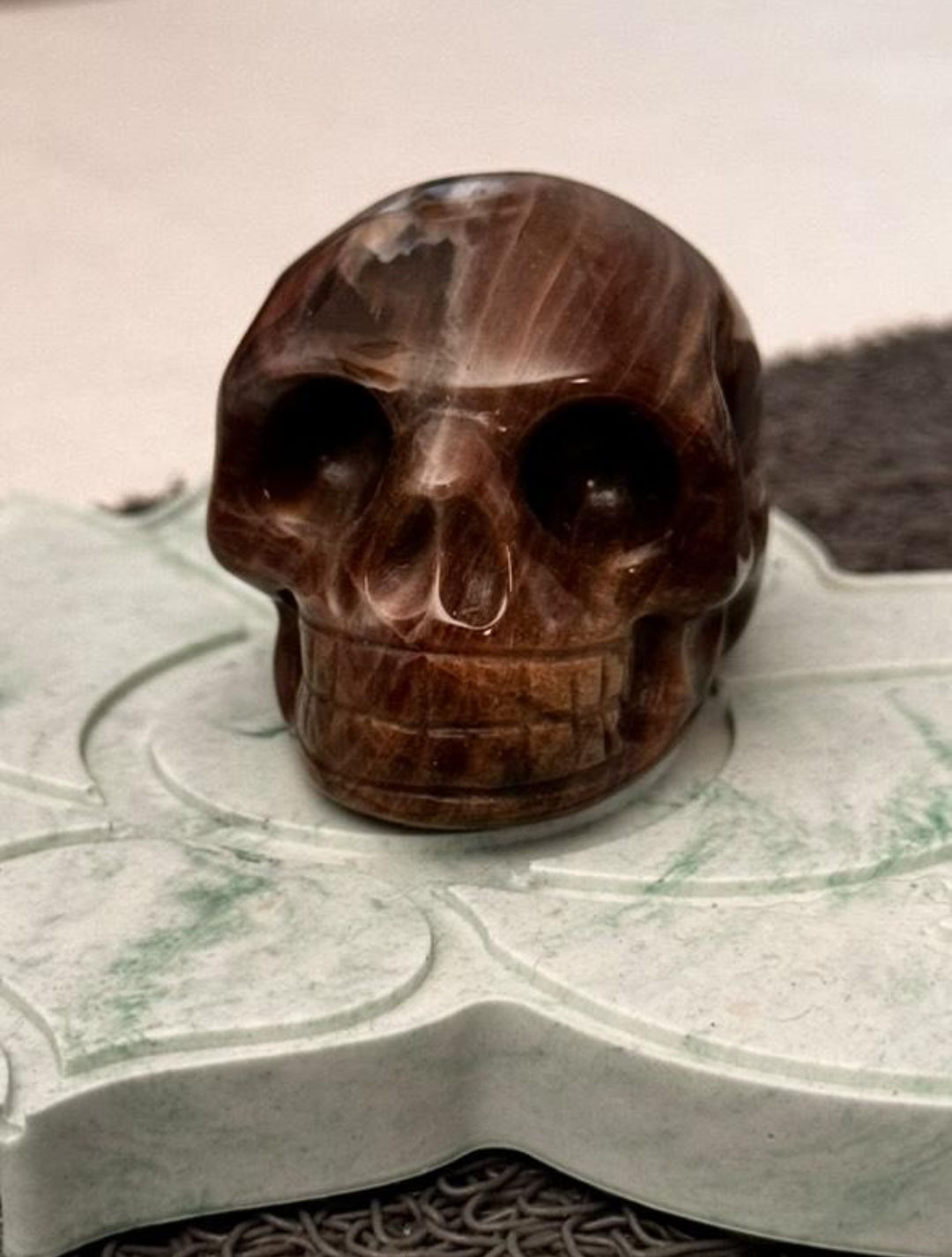 Crâne en bois fossile petit modèle