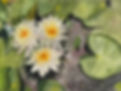Water Lilies at Tower Groce