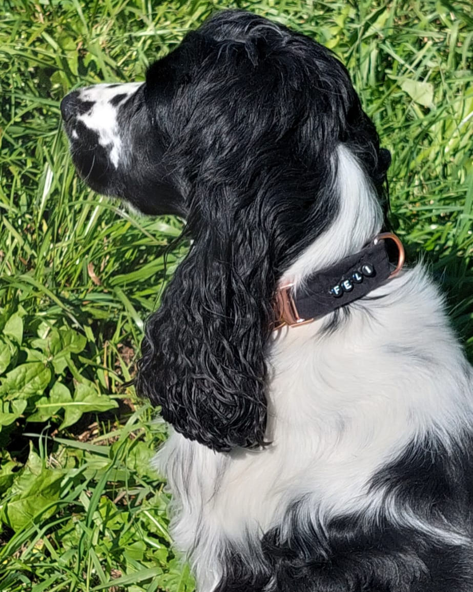 Miniatura: Collare per cani 'Pavone'