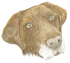 dog pictures (1)_Page_2.png