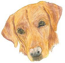 dog pictures (1)_Page_3.png