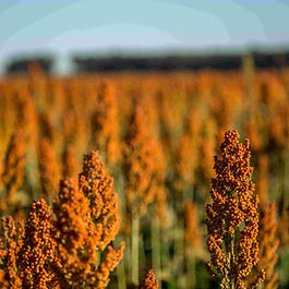 Grain sorghum